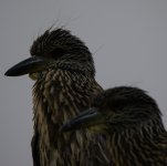 _SGK0011-.jpg