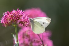 77.Small White Butterfly.jpg