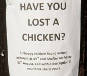Lost Chicken.jpg