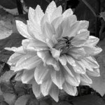 Dahlia B&W Conver.jpg