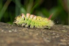 Cateerpillar.jpg