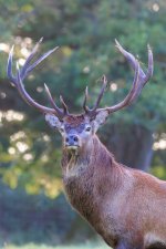 Helmingham Deer-009.jpg