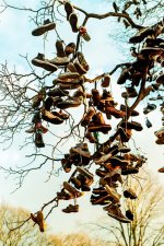 strange fruit 2.jpg
