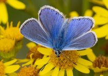 Common Blue Butterfly.jpg