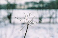 ice on plant for comp.jpg