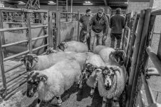 oldfair (23 of 91).jpg