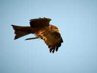 20231005-063513  -OA057975-denoise-standard.jpg