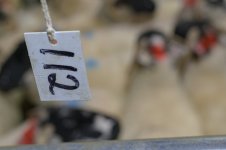 oldfair (58 of 75).jpg