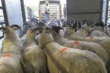 oldfair (8 of 75).jpg