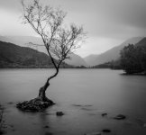 lone tree.jpg