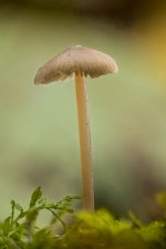 Hawthorne Dene Mushroom.jpg