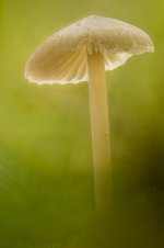 Hawthorne Dene Mushroom-2.jpg