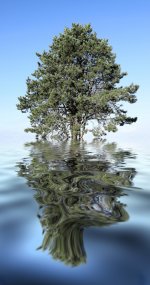 tree reflections.jpg