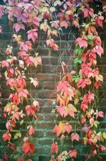 000014930014 Virginia creeper.jpg