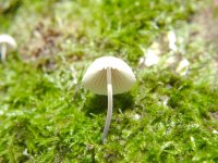 Shroom.jpg