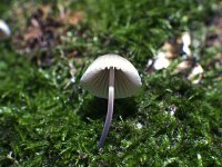Shroom1.jpg