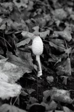 Small Fungus.JPG