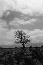 Lone tree Yorkshire Dales small.jpg