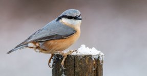 Nuthatch on Post in Snow.jpg