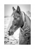 horse snow.jpg