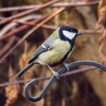 Great Tit 1.jpg