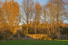 nifty fifty Large.jpeg