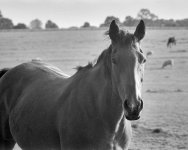 2310BPLXBW22 Horse.jpg 2310BPLXBW22 Horse.jpg