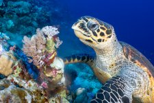 turtle-eating-coral-TP.jpg