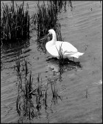 Swan standing in shallow water Mamiya C330f.jpg