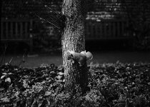 Squirrel on small tree Hasselblad FP4 Dev_20170107-11.jpg