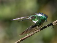 Collared Inca f 2.jpg