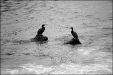 Birds on stones in River Exe DSC00561.JPG