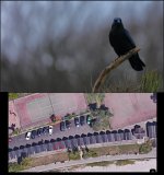 Langland bird photo distance of 300mm December 2023.jpg