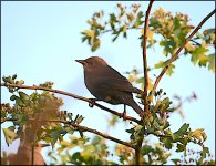 Small bird in tree G9 P1013288.JPG