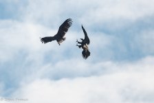 $$ Sea Eagles Playing.JPG