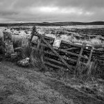 Neglected Gate.JPG