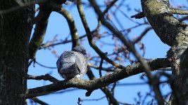 Pigeon 01.jpg