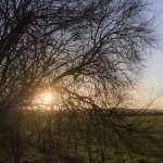 Winter Sunset tree.jpg Winter Sunset tree.jpg