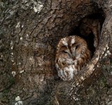Wet Tawny Owl 20-Jan-24_.jpg