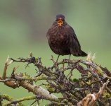 Female Blackbird in the Rain 20-Jan-24_.jpg