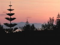 Tree 1.jpg Tree 1.jpg