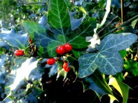 Holly and Ivy.jpg Holly and Ivy.jpg