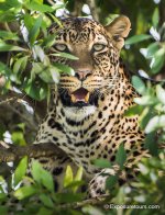 Sarah leopard 2.jpg