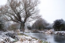 Tree.jpg Tree.jpg