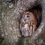 Tawny Owl_26_January_24.jpg