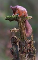 Red Squirrel 2_26_January_24.jpg