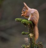 Red Squirrel_26_January_24.jpg