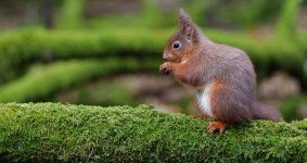 Red Squirrel 3_26_January_24.jpg