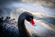 Week 5 - Snapper's choice.jpg