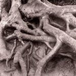 Roots print.jpg